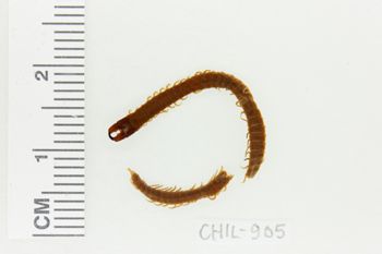 Media type: image;   Invertebrate Zoology CHIL-905 Description: Digital photograph of preserved specimen.;